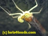 /home//u458753944/public_html/sourcegallery////////////Insects and small critters/mayflies (Ephemeroptera)/P7231117.JPG